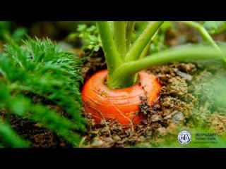 Uluslararası Havuç Günü